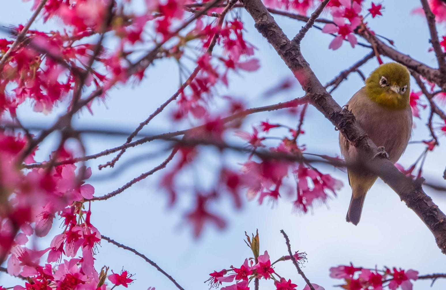 Mejiro- Oita's Prefectural Bird